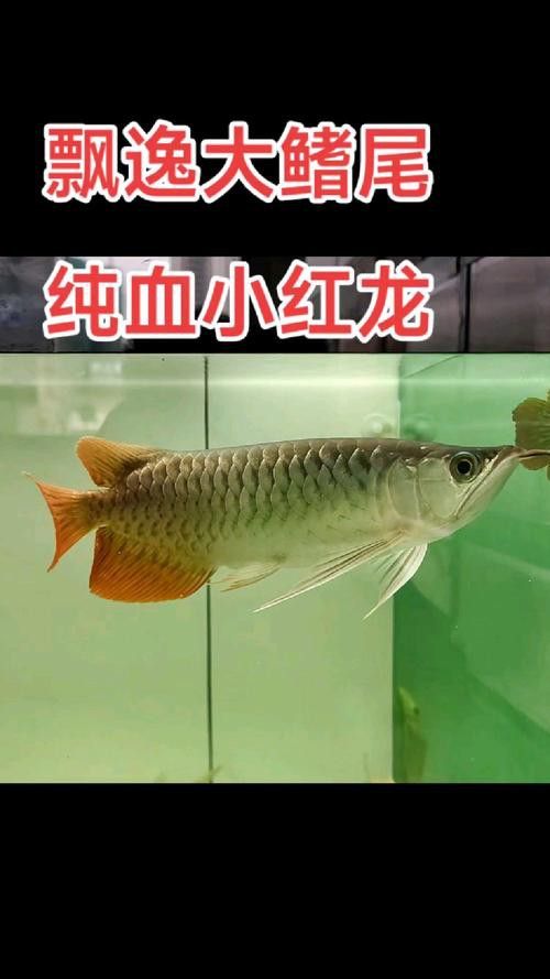 金龍魚與紅龍魚可以混養(yǎng)嗎圖片