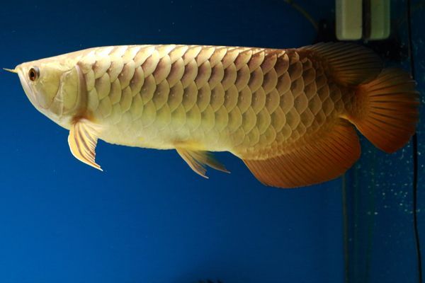 金龍魚缸價格表（金龍魚缸價格因型號、尺寸、材質(zhì)以及是否為新品等因素有所不同）