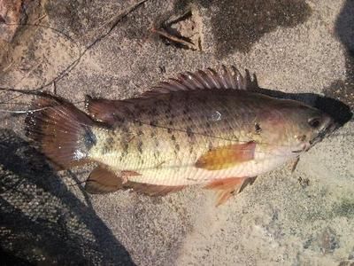 龍魚鱗掉了多久能長出來啊：龍魚掉鱗后的恢復時間