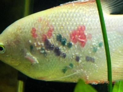 龍魚鱗掉了多久能長出來啊：龍魚掉鱗后的恢復時間