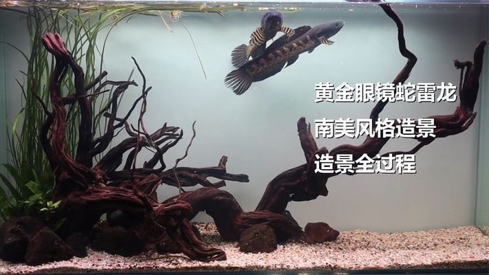 黃金眼鏡蛇雷龍魚(yú)缸壁紙（關(guān)于龍魚(yú)魚(yú)缸背景圖片的相關(guān)內(nèi)容）