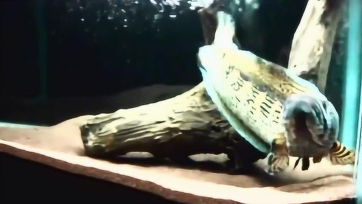 黃金眼鏡蛇雷龍魚(yú)缸壁紙（關(guān)于龍魚(yú)魚(yú)缸背景圖片的相關(guān)內(nèi)容）