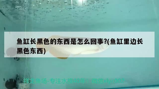 金龍魚 魚缸 黑色 霉點是什么東西（金龍魚魚缸內的黑色霉點可能由多種因素引起以下原因及其解決方法） 金龍魚 魚缸 黑色 霉點是什么東西（金龍魚魚缸內的黑色霉點可能由多種因素引起以下原因及其解決方法） 龍魚百科 第1張