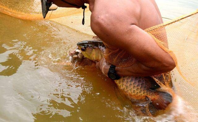 龍魚吃食反復吐出來怎么辦：龍魚吃食反復吐出來怎么辦龍魚吃食反復吐出來怎么辦