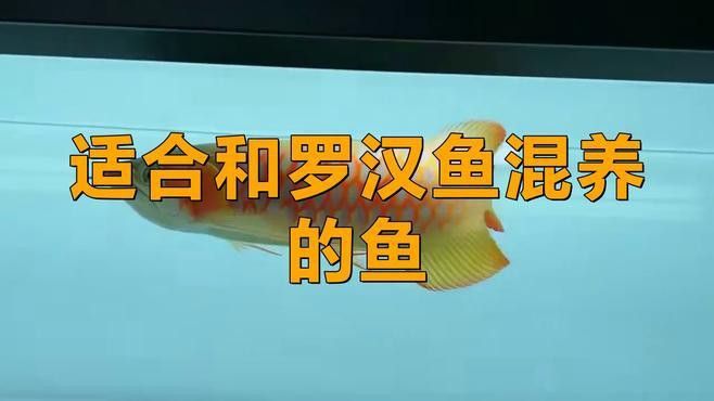 羅漢魚龍魚混養(yǎng)