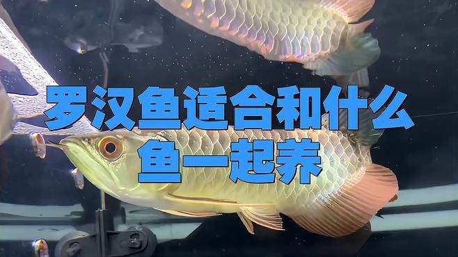 羅漢魚龍魚混養(yǎng)