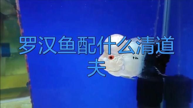 羅漢魚龍魚混養(yǎng)