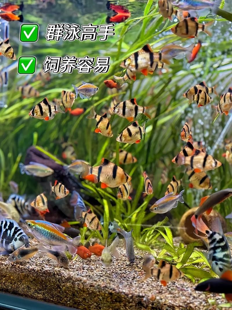 龍魚和虎皮能混養嗎圖片