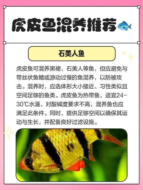 龍魚和虎皮能混養嗎圖片