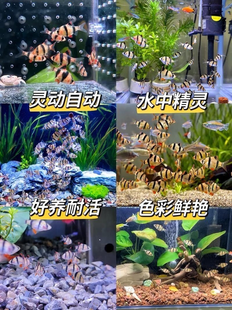 龍魚和虎皮能混養嗎圖片