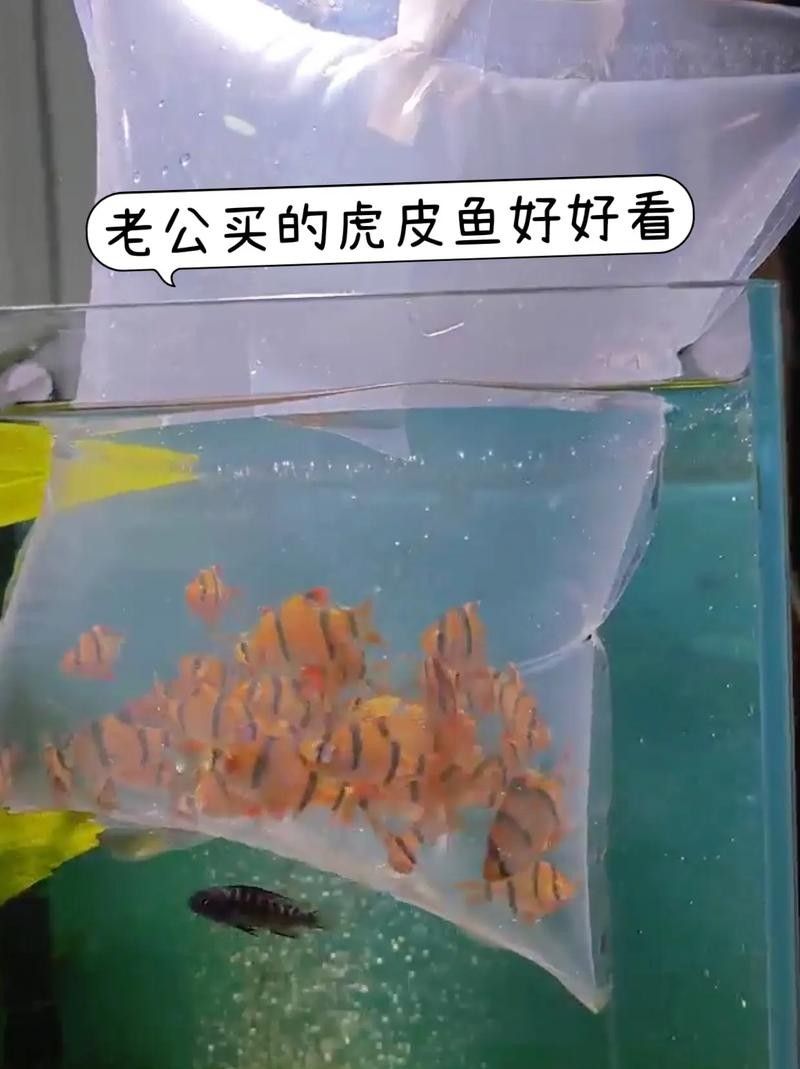 龍魚和虎皮能混養嗎圖片
