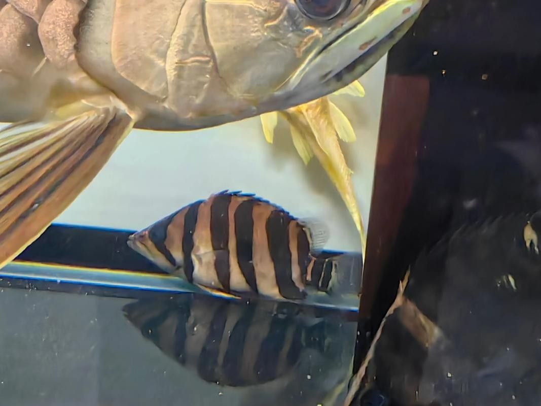 龍魚和虎皮能混養嗎圖片