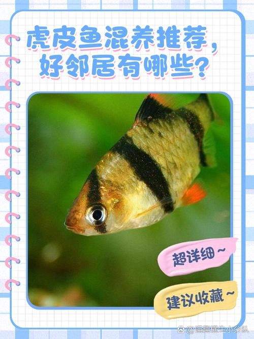 龍魚和虎皮能混養嗎圖片