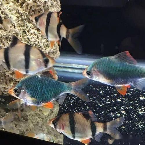 龍魚和虎皮能混養嗎圖片