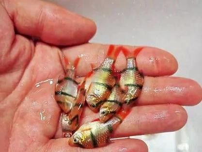龍魚和虎皮能混養嗎圖片