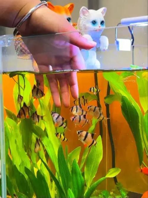 龍魚和虎皮能混養嗎圖片