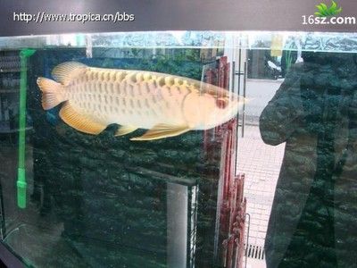 龍魚(yú)掉眼修復(fù)多少錢：龍魚(yú)掉眼修復(fù)具體費(fèi)用可能需要咨詢專業(yè)獸醫(yī)或者寵物醫(yī)院