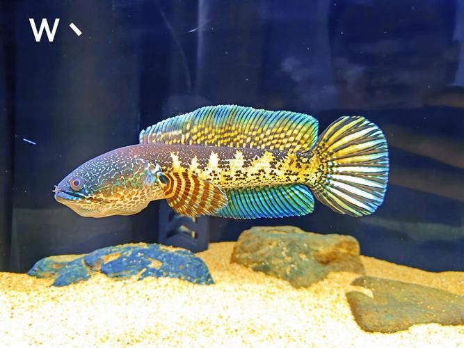 白色雷龍魚品種大全圖解及價格 龍魚百科 第4張 白色雷龍魚品種大全圖解及價格 白色雷龍魚品種大全圖解及價格 龍魚百科 第4張