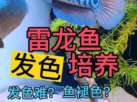 七彩海象雷龍魚多大發(fā)色