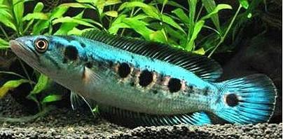 七彩海象雷龍魚多大發(fā)色