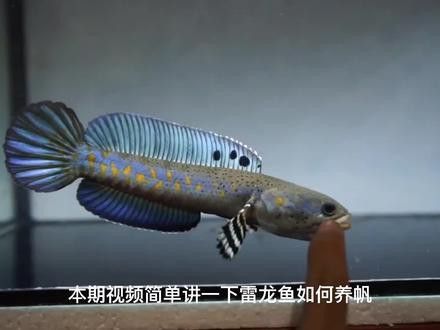 七彩海象雷龍魚多大發(fā)色