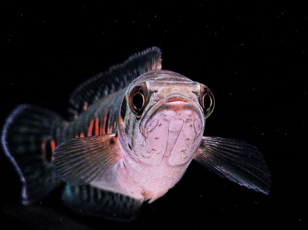 七彩海象雷龍魚多大發(fā)色