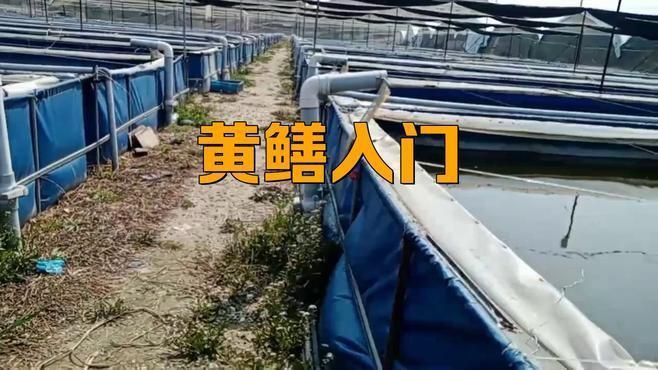 黃鱔苗種選擇標準