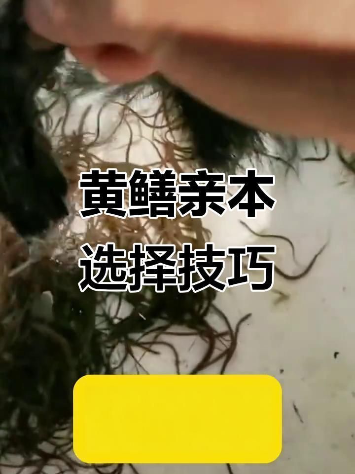 黃鱔苗種選擇標準
