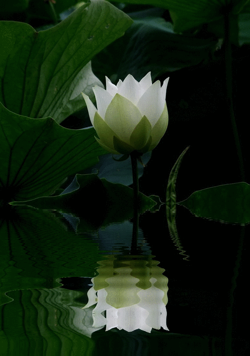 有哪些推薦的動態(tài)壁紙應(yīng)用？