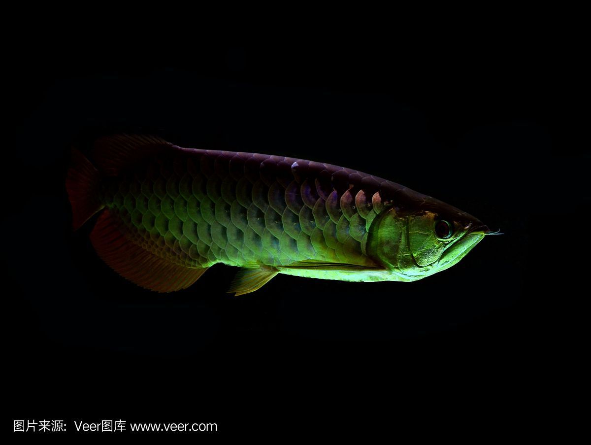 龍魚黑色背景是什么顏色：龍魚的黑色背景是什么顏色
