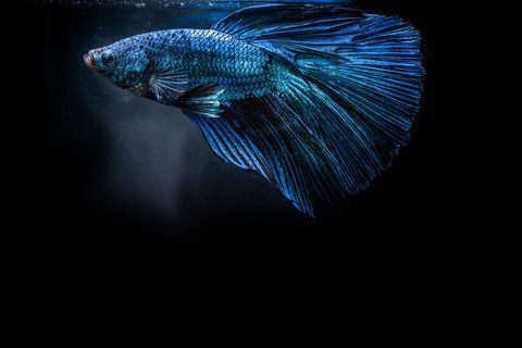 龍魚黑色背景是什么顏色：龍魚的黑色背景是什么顏色