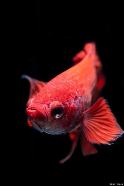 紅龍魚圖片壁紙可愛高清