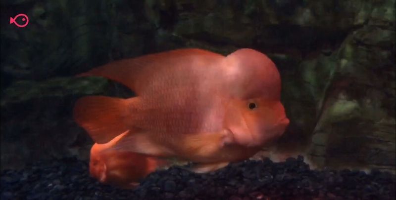 紅龍魚圖片壁紙可愛高清