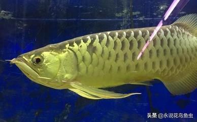 金龍魚種類：金龍魚品種分類詳解金龍魚品種分類詳解金龍魚品種分類