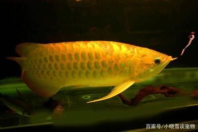 金龍魚種類：金龍魚品種分類詳解金龍魚品種分類詳解金龍魚品種分類