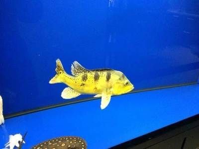 黑桃a咬龍魚：黑桃a魚會咬龍魚嗎？ 黑桃a咬龍魚：黑桃a魚會咬龍魚嗎？ 龍魚百科 第2張