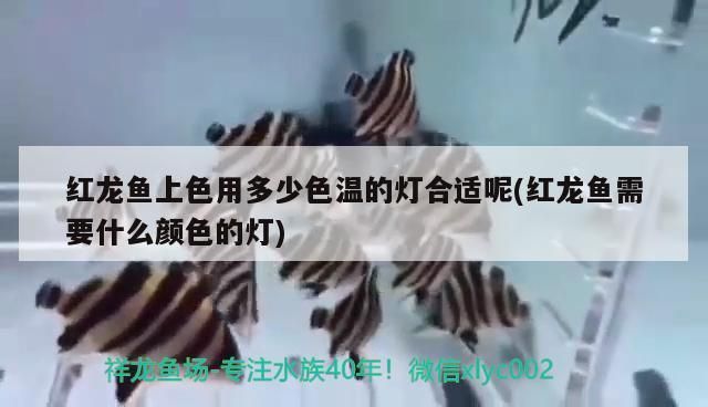 紅龍魚上色用什么燈好一點（紅龍魚上色效果很大程度上取決于燈光的選擇以下關鍵點）