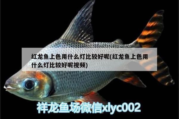 紅龍魚上色用什么燈好一點（紅龍魚上色效果很大程度上取決于燈光的選擇以下關鍵點）