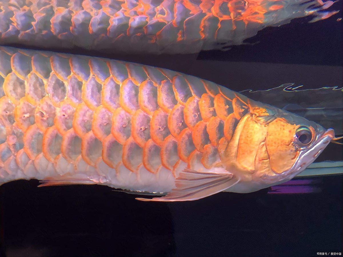 黑鱗龍魚最害怕三個地方