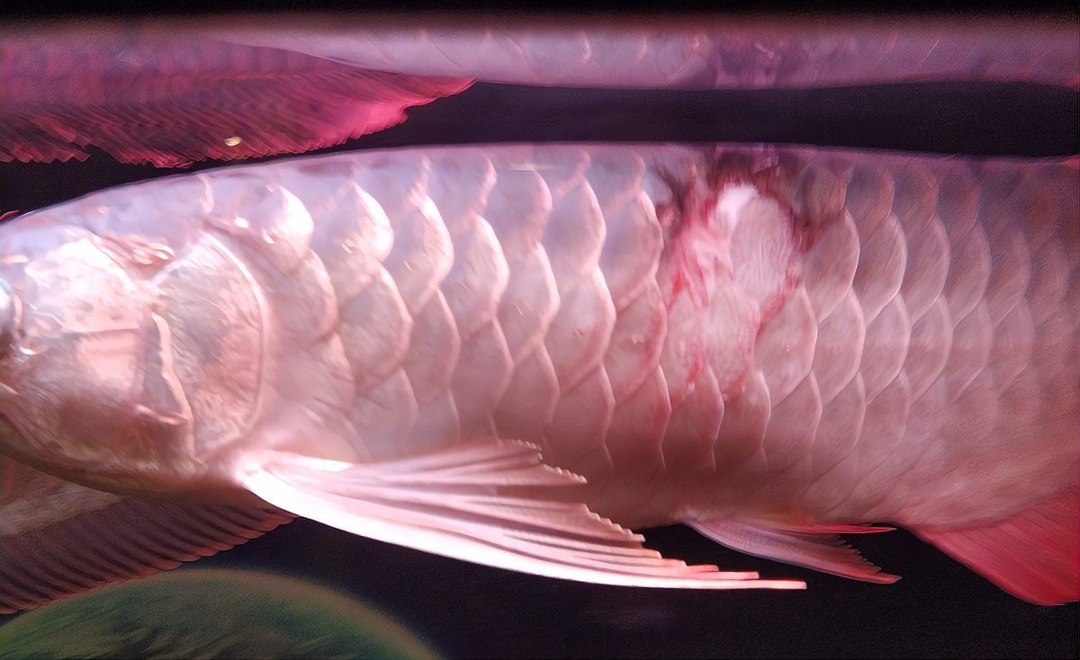 黑鱗龍魚最害怕三個地方