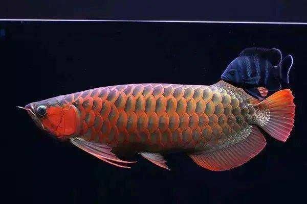 龍魚不開口的最佳方法