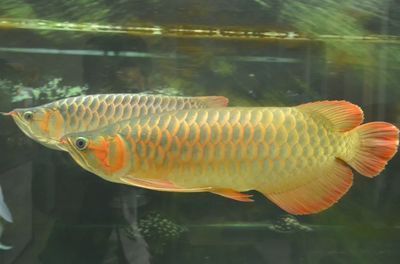 金龍魚名字的由來：金龍魚的名字是由其獨特的外觀特征和外觀特征和吉祥象征決定的