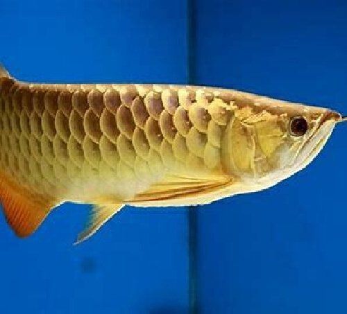 金龍魚白底缸最忌三個地方