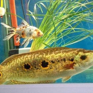 七彩海象魚能和龍魚混養嗎