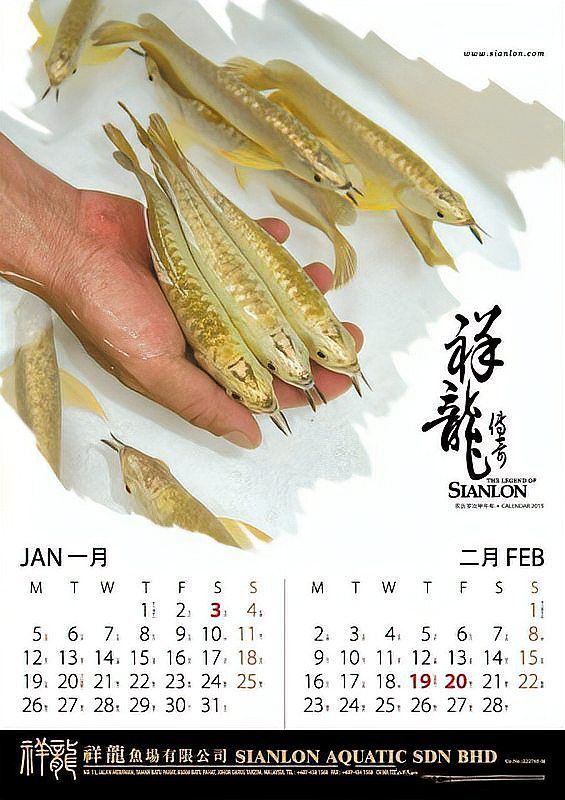 七彩海象魚能和龍魚混養嗎