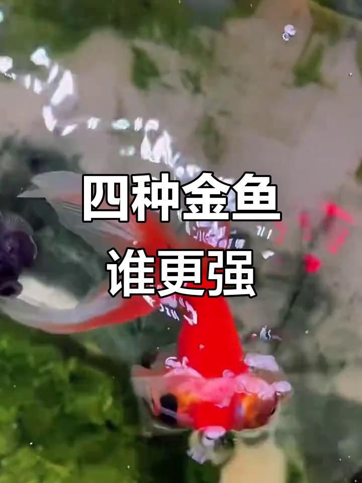 金魚有哪些品種