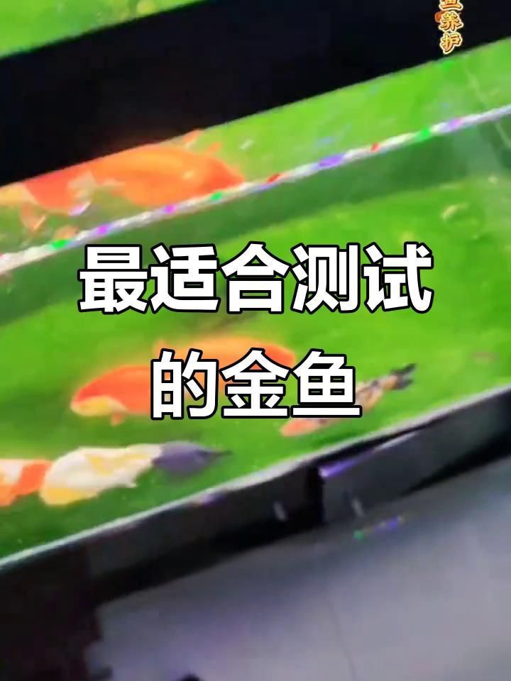 金魚有哪些品種