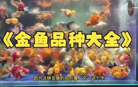 金魚有哪些品種
