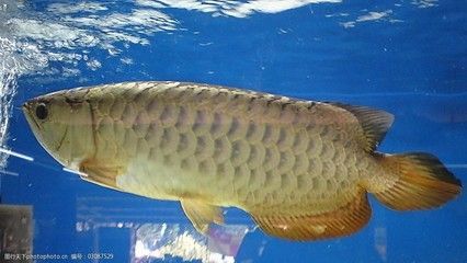 龍魚怎么分辨拖便：龍魚的糞便顏色和形態