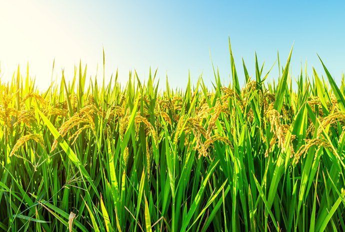 金龍魚網(wǎng)站